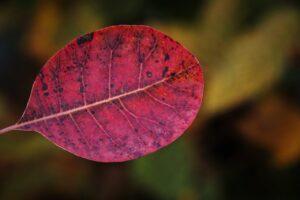 配属時の期間限定挨拶方法はどのようにすれば良い？