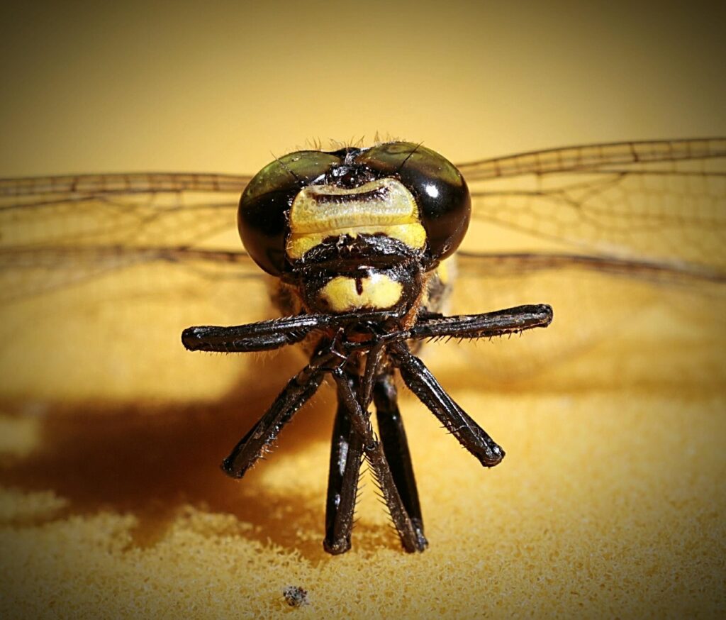 飲み会の幹事が知っておくべき役割とコツは？